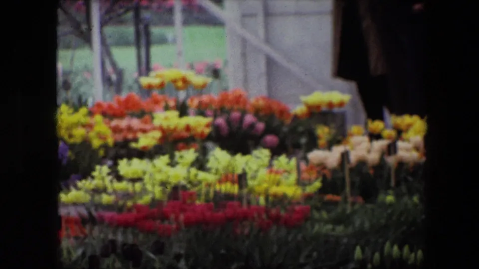 1967 Brussels frame with dense rows of blooming tulips in multiple colors, backed by a lawn and light-colored garden framework.