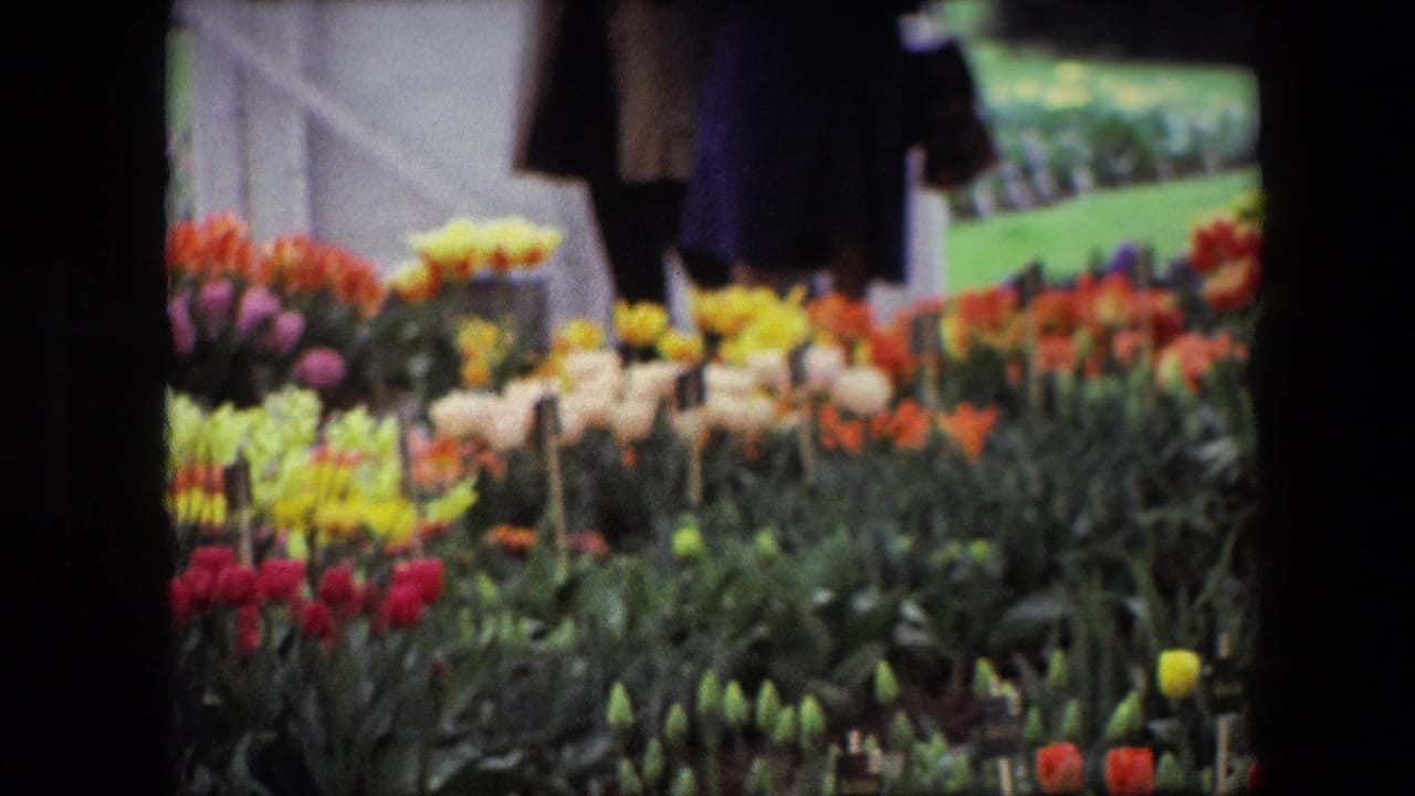 1967 Brussels home-movie view of tulips and dense foliage with partially seen visitors in dark coats near the background.