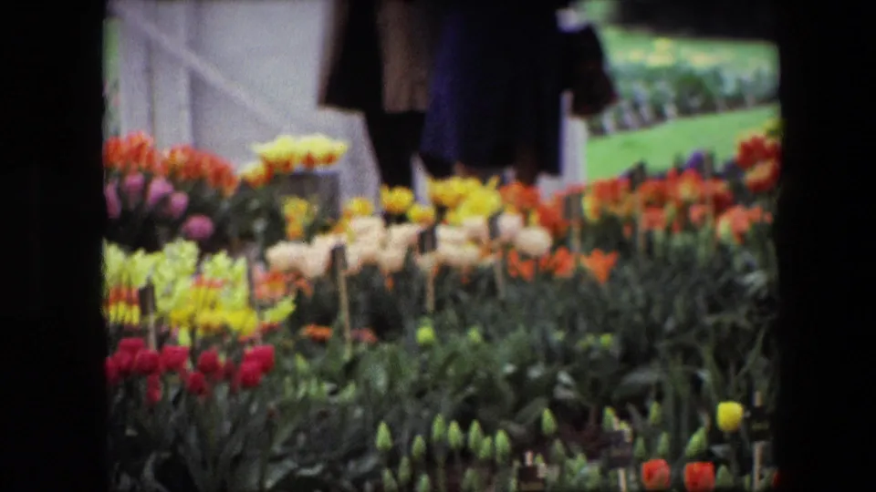 1967 Brussels home-movie view of tulips and dense foliage with partially seen visitors in dark coats near the background.