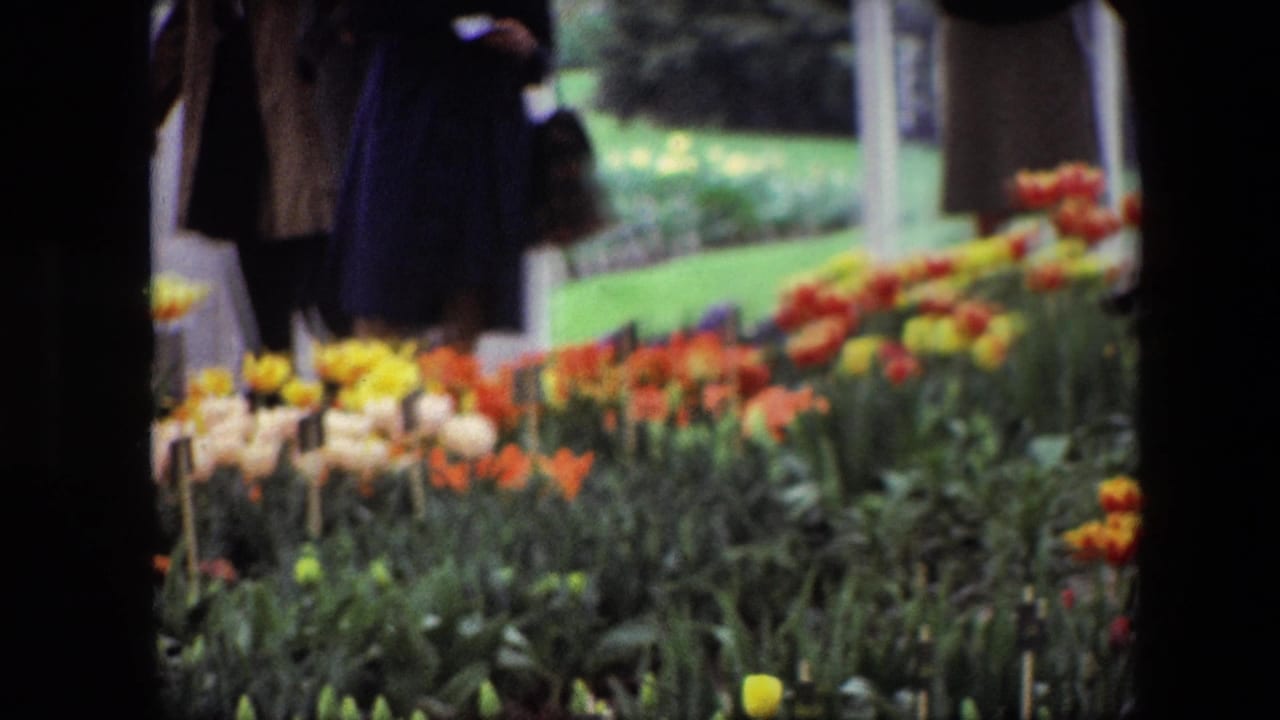 1967 Brussels frame showing colorful tulips beside a green lawn, with an incidental visitor in a dark coat partially visible beyond the flowers.