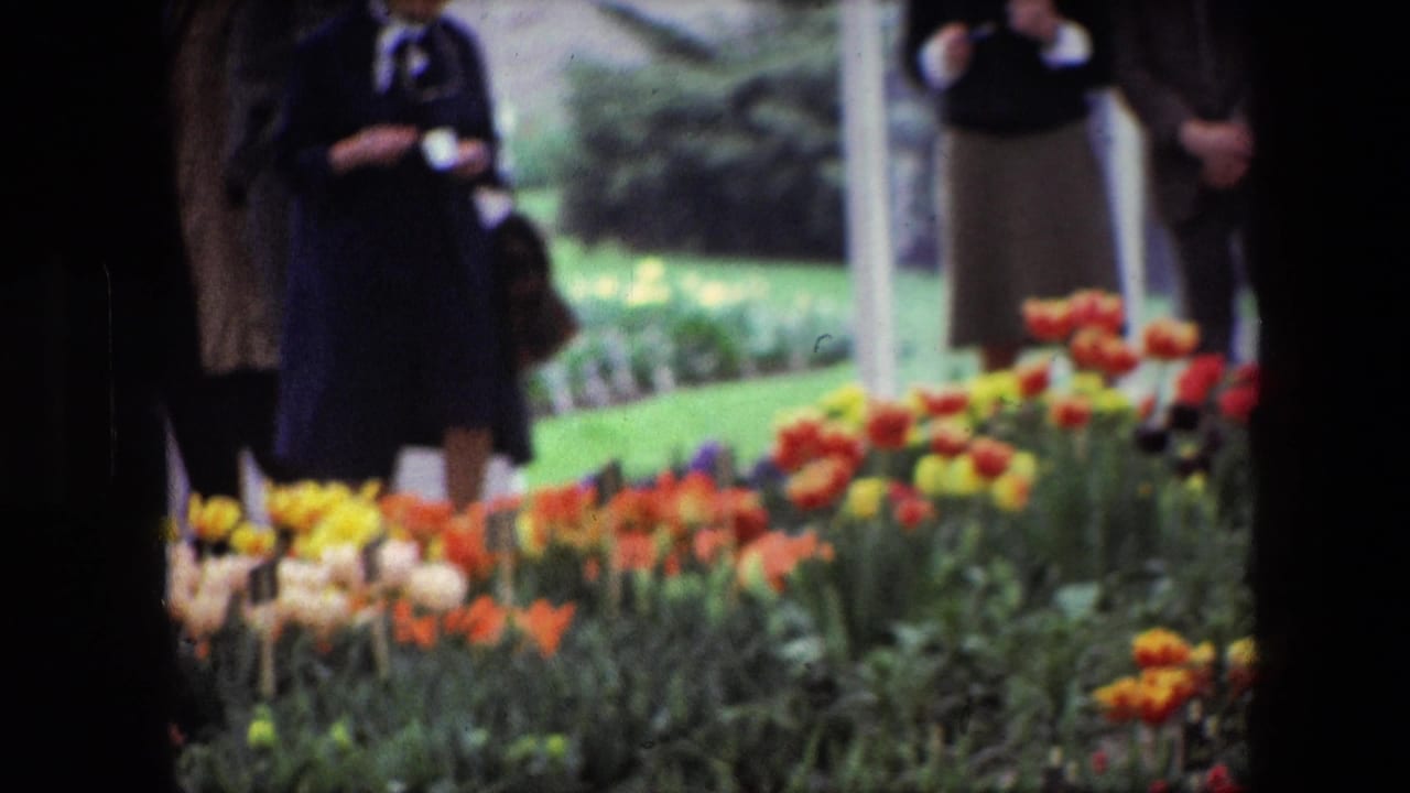 1967 Brussels-area home-movie frame showing bright tulip beds in the foreground with partially obscured adults standing behind them.