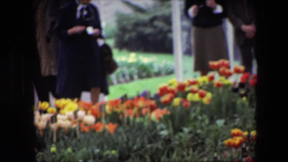 1967 Brussels-area home-movie frame showing bright tulip beds in the foreground with partially obscured adults standing behind them.