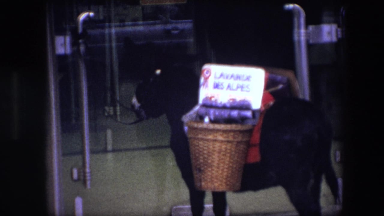 In 1967 Brussels, a donkey stands near a storefront carrying wicker baskets topped by a sign reading "LAVANDE DES ALPES."