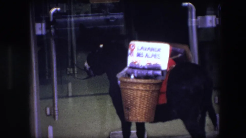 In 1967 Brussels, a donkey stands near a storefront carrying wicker baskets topped by a sign reading "LAVANDE DES ALPES."