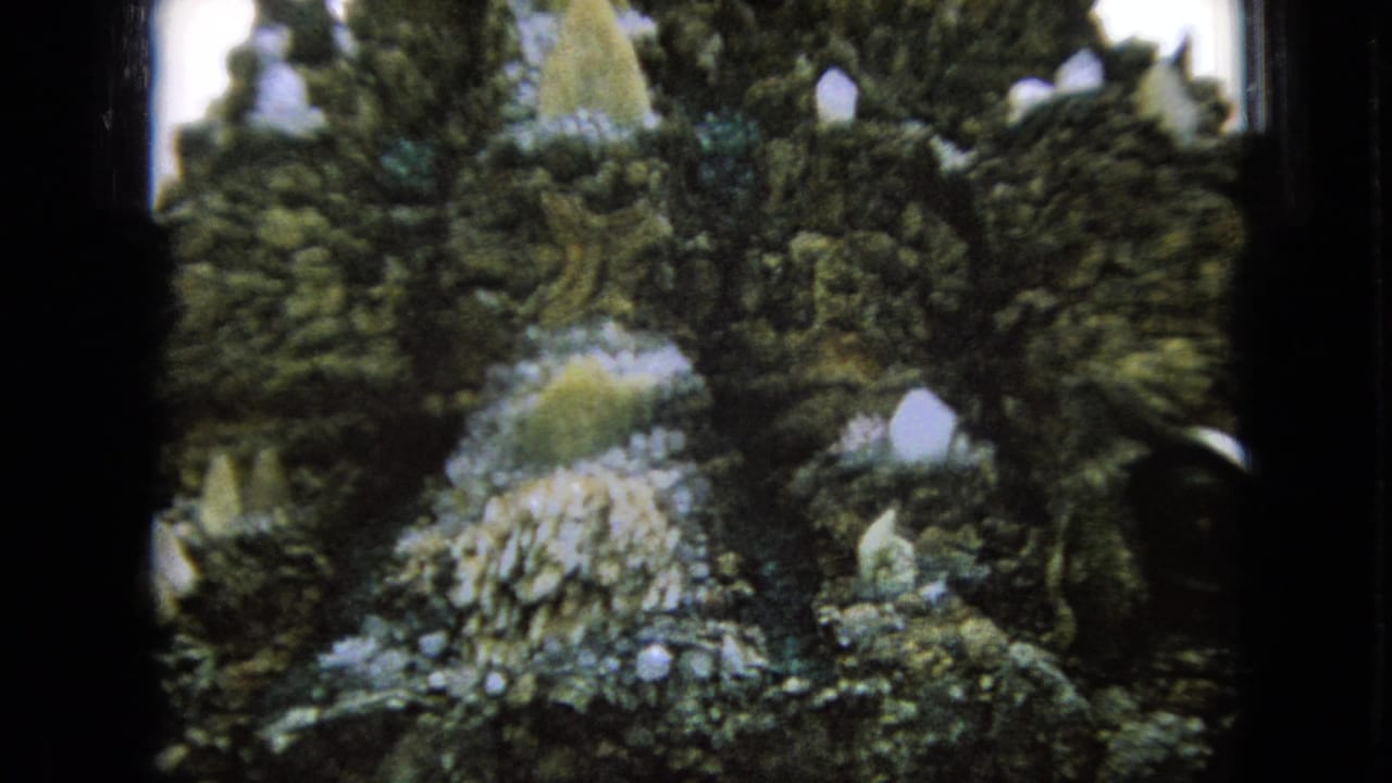 Close view of textured greenery and pale crystal-like forms on the attraction facade.