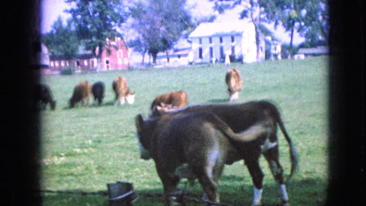 Cows graze across a sunlit Iowa pasture in 1967, with a farmhouse, barn-like buildings, and trees visible beyond the field.