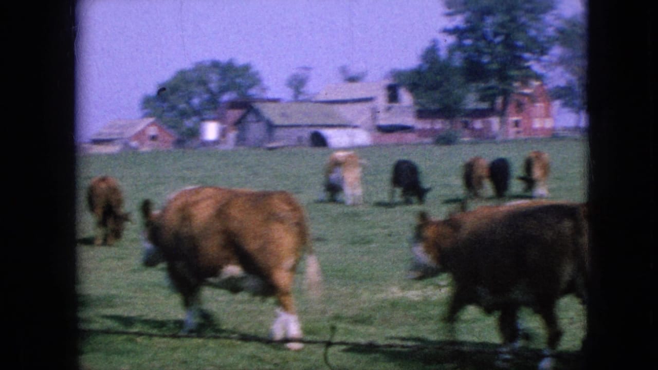 Several cows graze and walk across a pasture with farm buildings behind them.