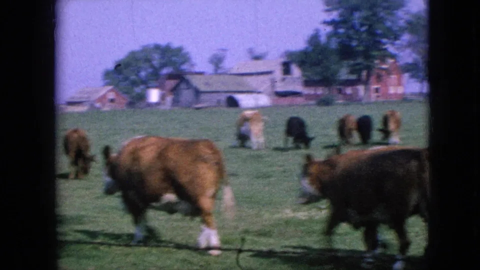 Multiple brown and dark cows move through a grassy Iowa pasture in 1967, with low farm buildings and trees softened by the 8mm image.