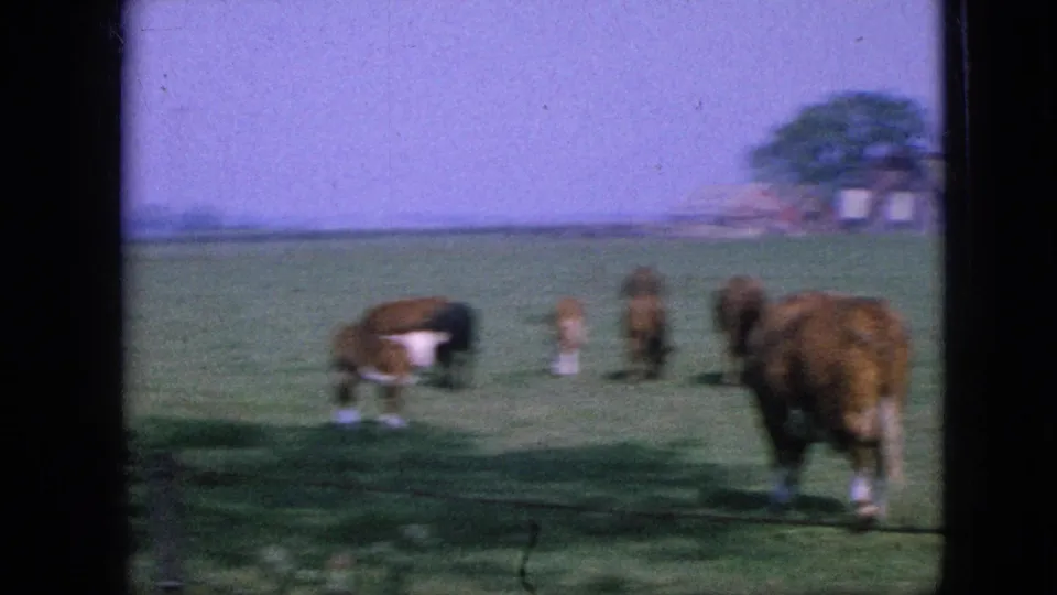 A wider 1967 Iowa pasture view shows cows grazing and walking, with distant farm structures, trees, and a blue-shifted 8mm sky.