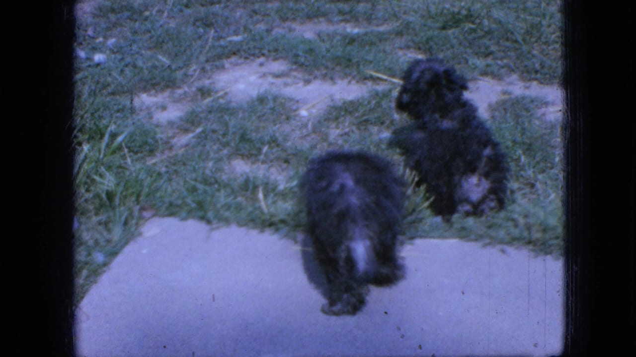Two small black puppies walk near a concrete path and grassy yard.