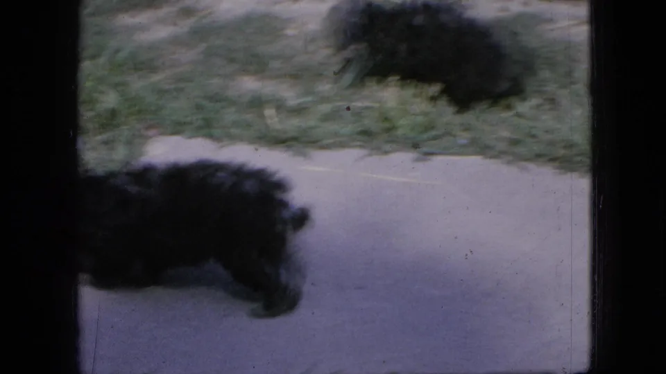 A small black puppy appears motion-blurred while crossing a concrete path beside grass in the 1967 Iowa home-movie footage.
