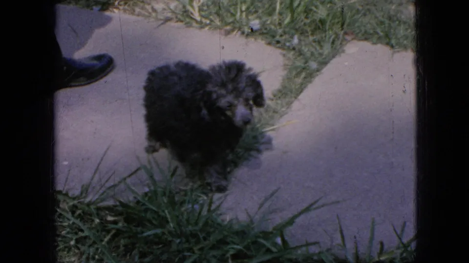 A small black puppy stands near a concrete walkway and grass, with part of a shoe visible at the edge of this 1967 Iowa 8mm frame.