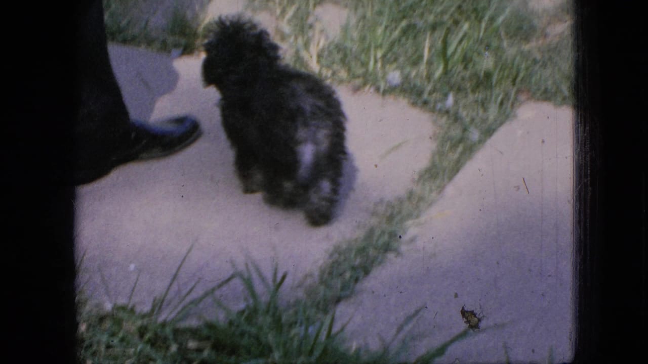In this 1967 Iowa 8mm home-movie frame, a small black puppy stands on a concrete walkway beside grass while part of a person's dark shoe and trouser leg appears at the left edge.