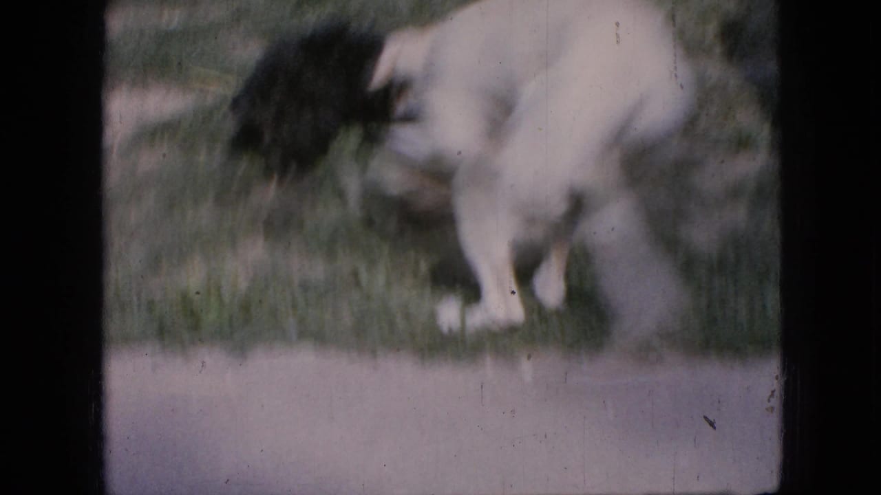 White dog runs through grass near a blurred black puppy in the yard.