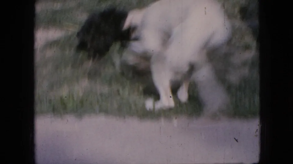 A white dog moves quickly across the grassy yard near the small black puppy, with motion blur and soft 8mm color consistent with the supplied 1967 Iowa home-movie context.