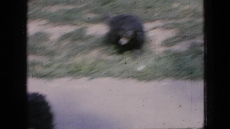 The black puppy appears in motion across the grass near the concrete walkway, captured with pronounced handheld blur in this short 1967 Iowa 8mm home-movie scene.