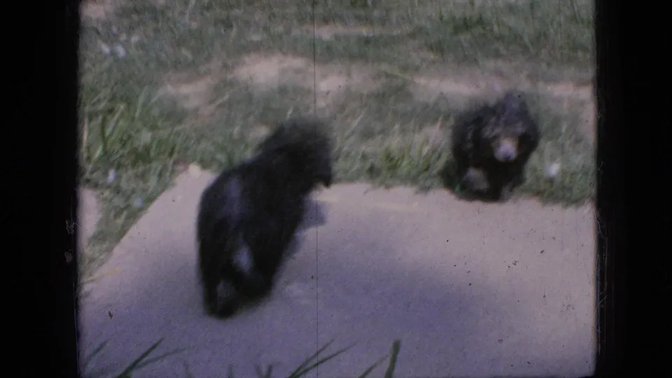 A black puppy stands on the concrete path beside grass, with another dark dog-like shape nearby, in a softly focused 1967 Iowa yard scene from 8mm home-movie footage.