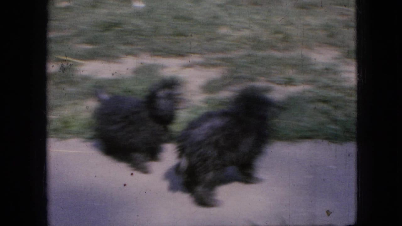 In this 1967 Iowa 8mm home-movie frame, two small black fluffy dogs appear in motion on a concrete sidewalk bordered by grass.
