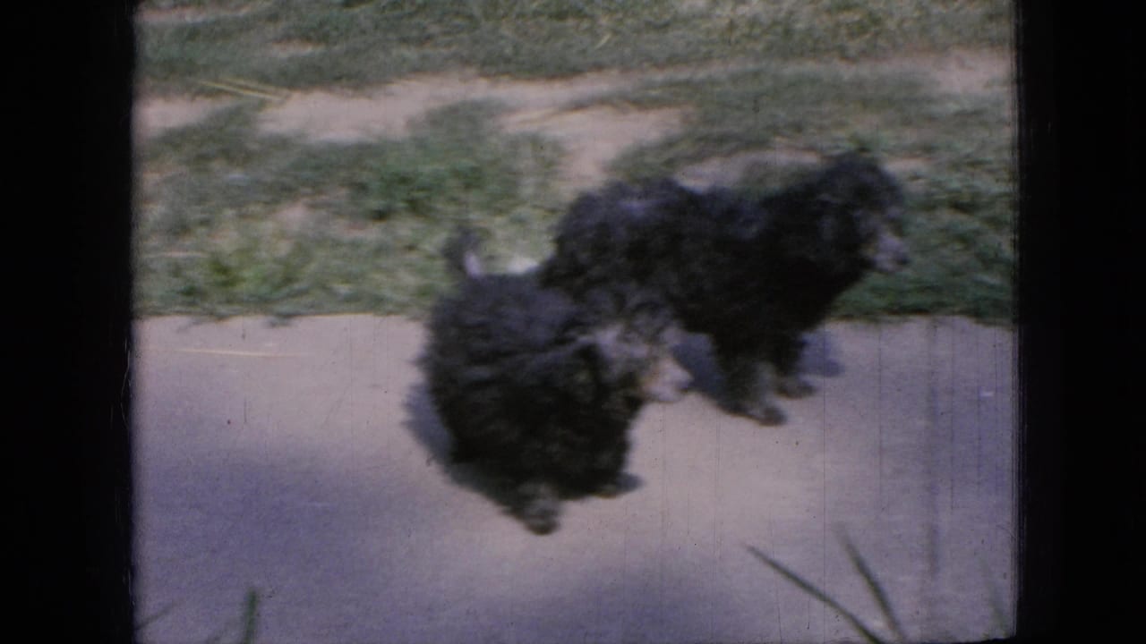 A small black dog moves along the sidewalk near a grassy strip.