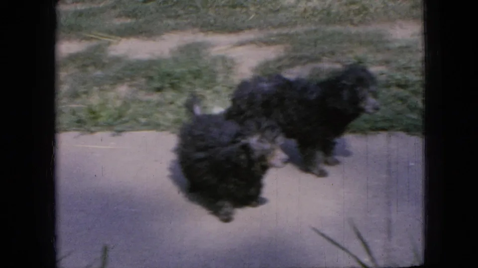A small black fluffy dog moves across the sidewalk area in soft-focus 1967 Iowa home-movie footage, with grass visible behind it.