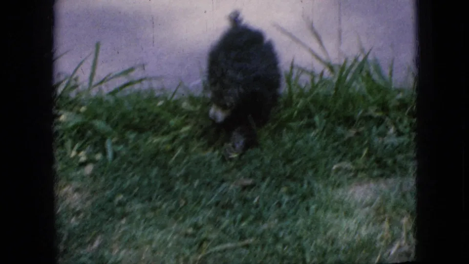 A small dark fluffy dog is seen from behind near tall grass at the edge of a concrete sidewalk in the Iowa home-movie scene.