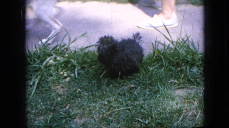 A small black fluffy dog is near the grass while a partially visible person’s lower legs and white tennis shoes pass on the sidewalk in 1967 Iowa home-movie footage.