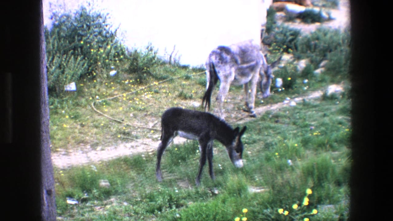 Two donkeys grazing in grass near a white wall.