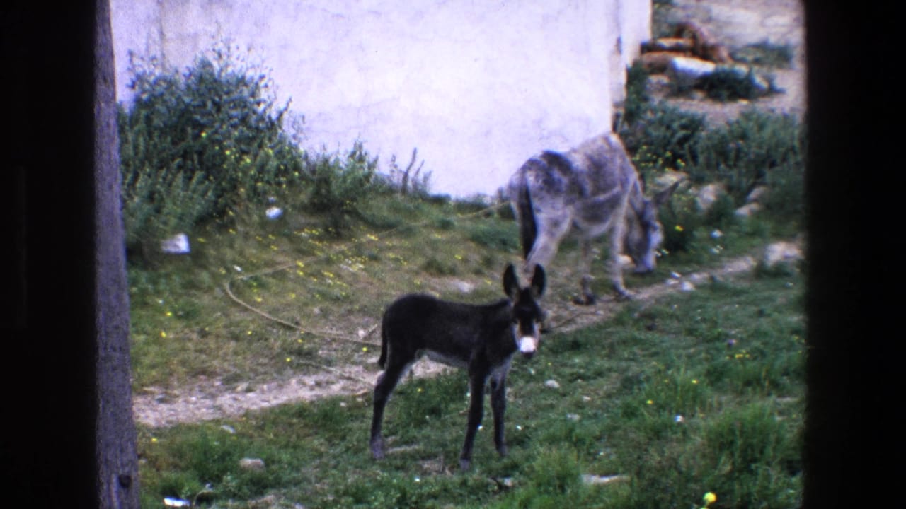 1967 Palermo 8mm frame with a dark donkey standing in the foreground while a grey donkey grazes behind it near grass, a path, and a white wall.