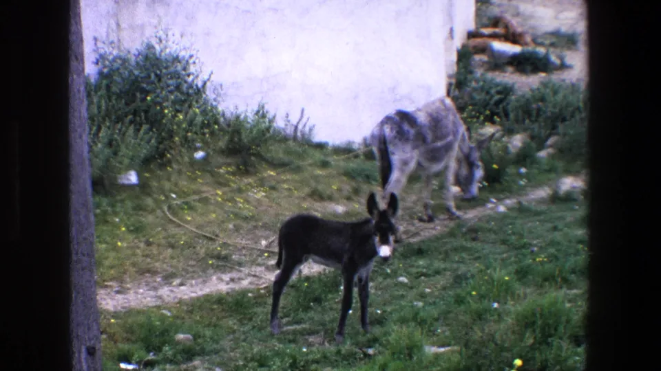 1967 Palermo 8mm frame with a dark donkey standing in the foreground while a grey donkey grazes behind it near grass, a path, and a white wall.