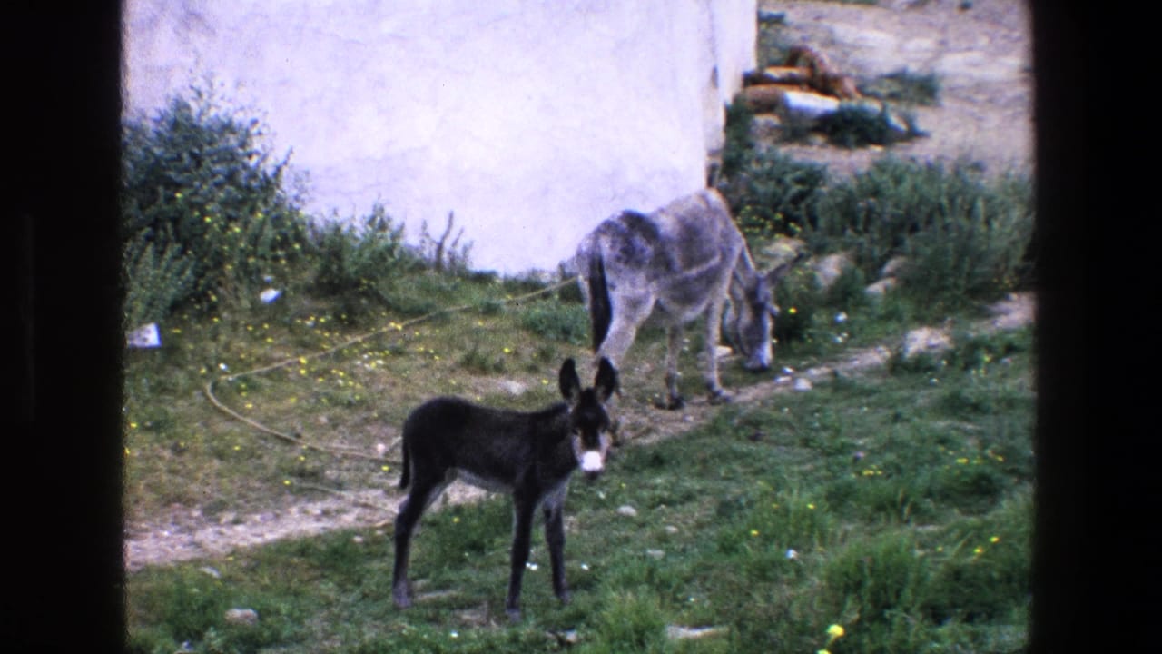 1967 Palermo home-movie frame showing a dark donkey facing the camera and a grey donkey grazing near a white wall, with grass and scattered yellow flowers visible.
