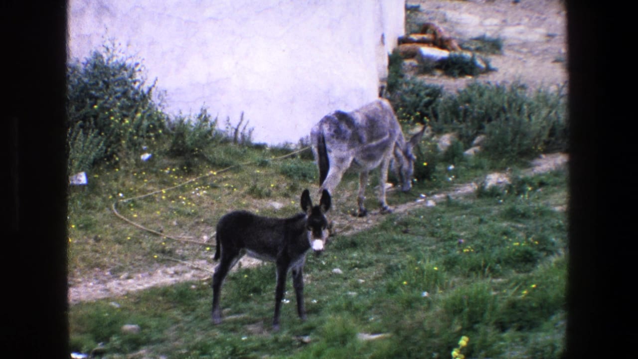 In 1967 Palermo home-movie footage, a young dark donkey stands in a grassy yard as a gray adult donkey grazes near shrubs and a pale wall.
