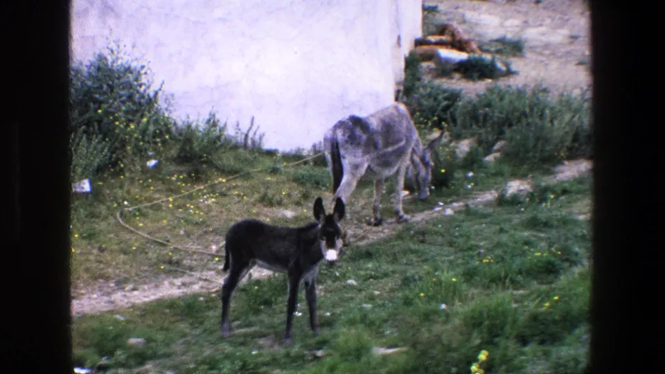 In 1967 Palermo home-movie footage, a young dark donkey stands in a grassy yard as a gray adult donkey grazes near shrubs and a pale wall.
