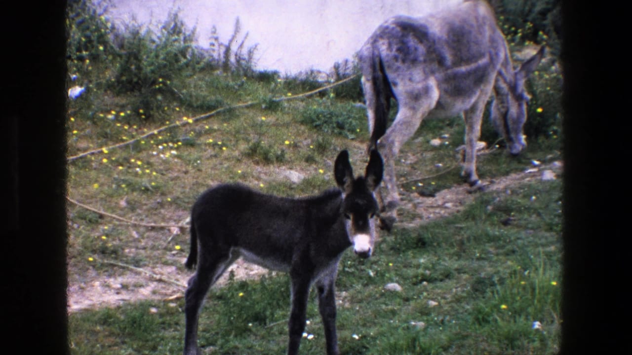 Young donkey faces the camera in grass with an adult donkey grazing behind it.