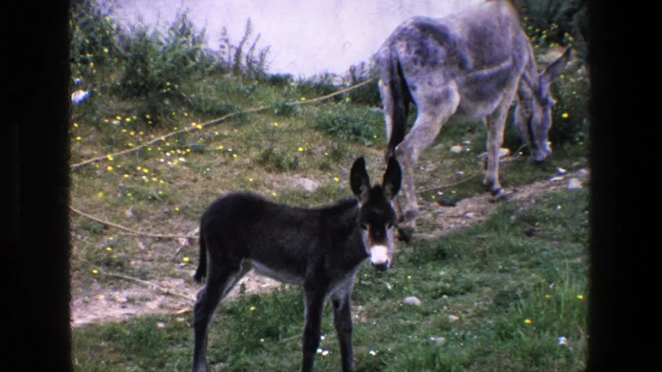 In the Palermo 1967 8mm scene, the young donkey faces toward the camera from the grassy ground while the adult donkey continues grazing near the wall.