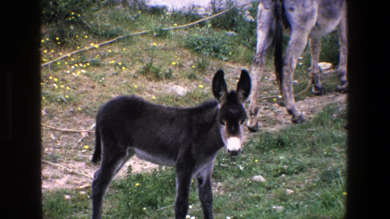 The 1967 Palermo home-movie frame shows a closer view of the young donkey in grass, with the adult donkey partly cropped behind it and a tether line crossing the ground.
