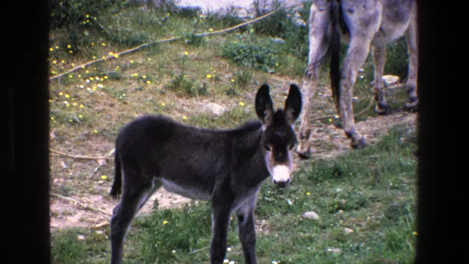 The 1967 Palermo home-movie frame shows a closer view of the young donkey in grass, with the adult donkey partly cropped behind it and a tether line crossing the ground.