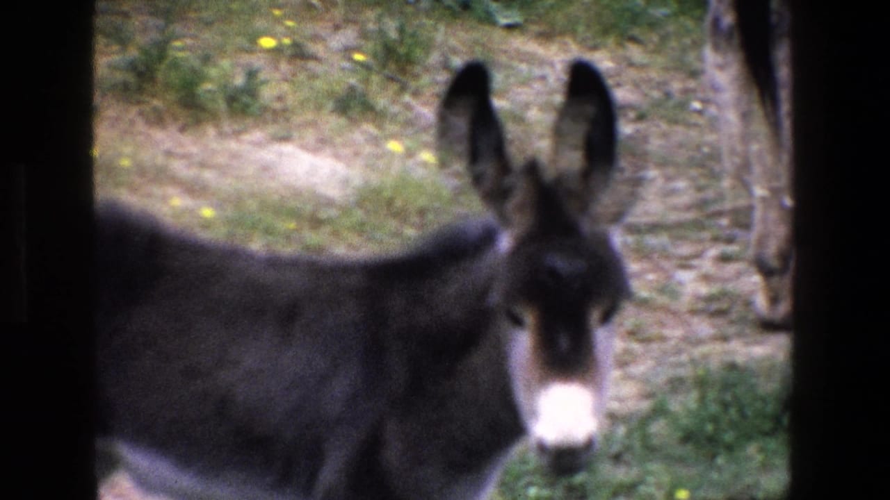 A soft, close 8mm frame from Palermo in 1967 shows the young donkey near the camera, with its ears prominent and the adult donkey partly visible at the edge.