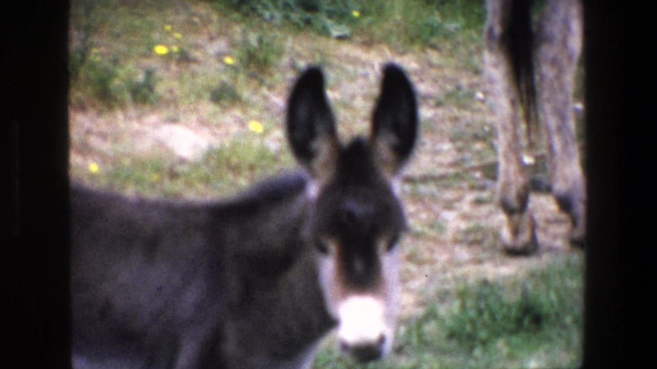 1967 Palermo 8mm frame showing a dark donkey with upright ears and a white muzzle facing the camera in a grassy enclosure.