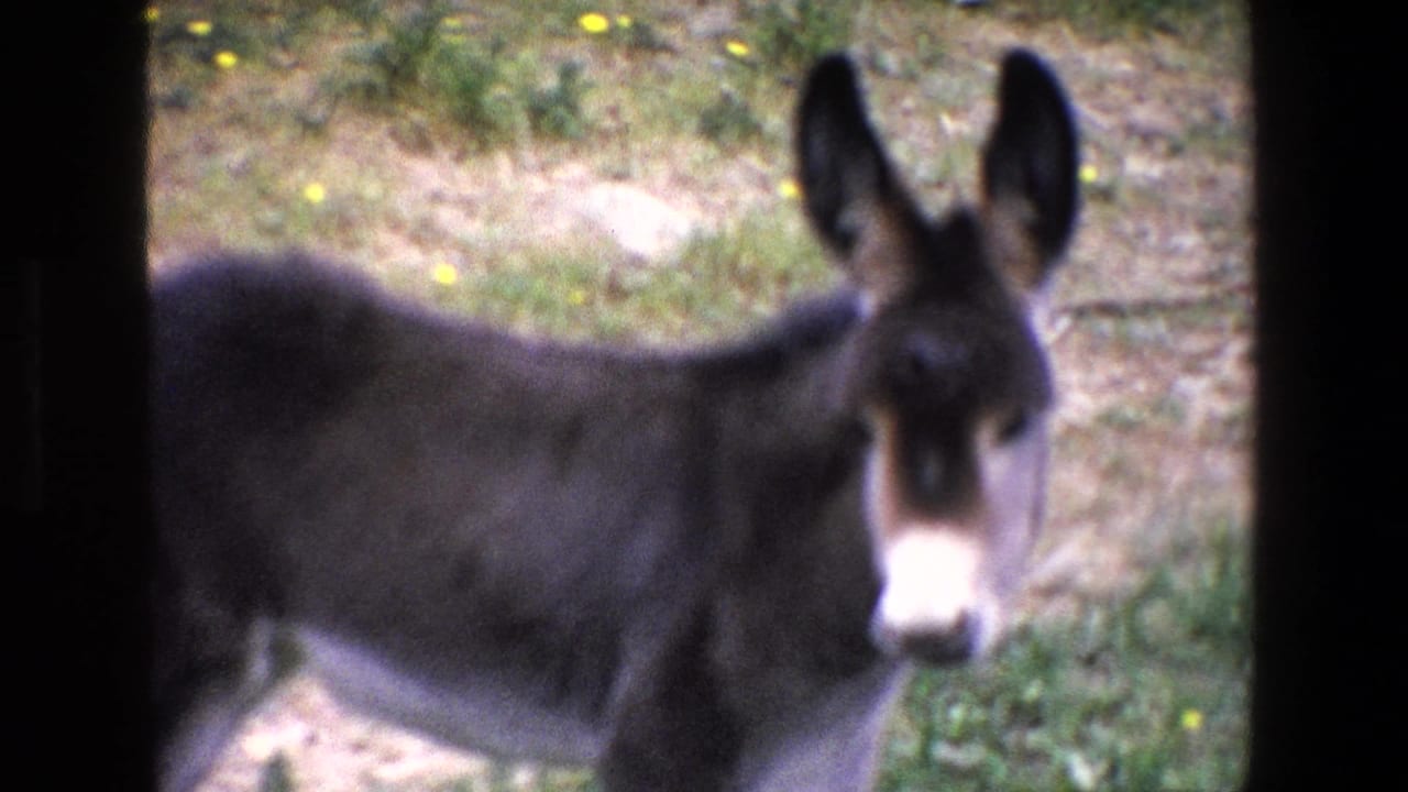 1967 Palermo 8mm frame showing a donkey in side view with its head turned toward the camera, standing near grass and bare earth.