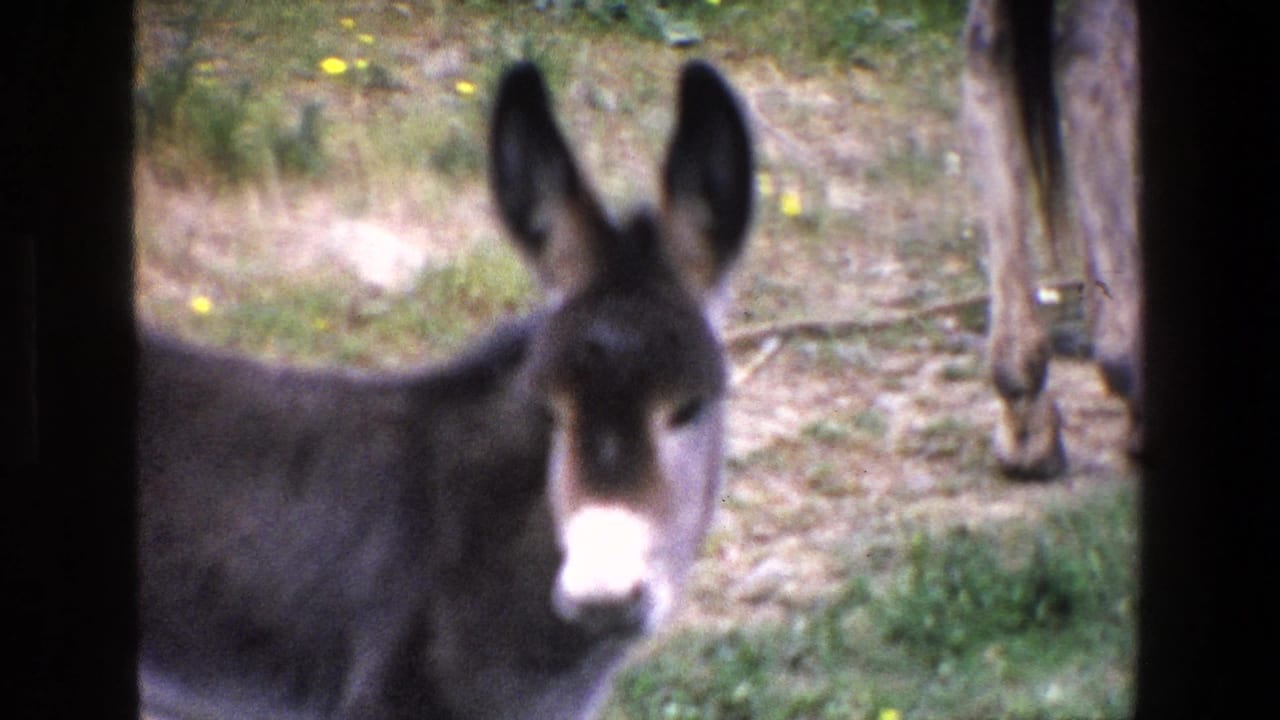 1967 Palermo 8mm frame with a close, soft-focus view of the donkey's head, ears, white muzzle, and shoulder beside a patch of grass.