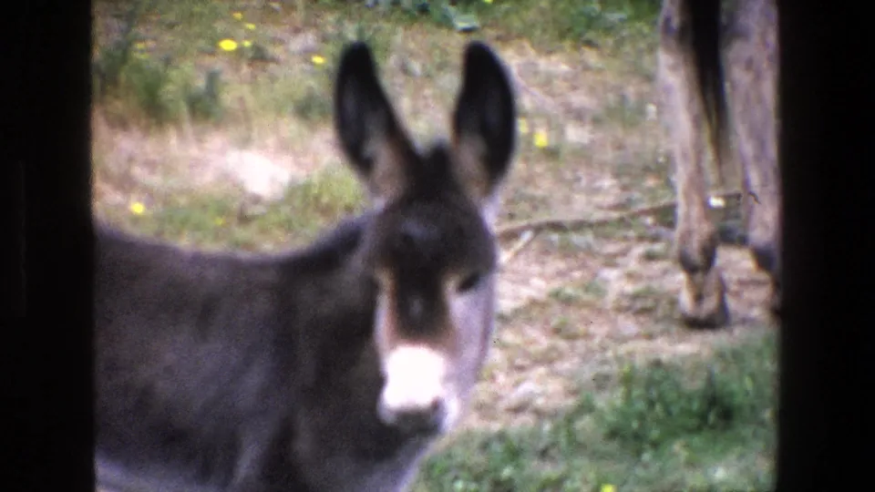 1967 Palermo 8mm frame with a close, soft-focus view of the donkey's head, ears, white muzzle, and shoulder beside a patch of grass.