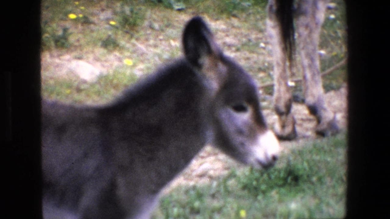 1967 Palermo 8mm frame showing the donkey in profile as it lowers its white muzzle toward grass inside the enclosure.