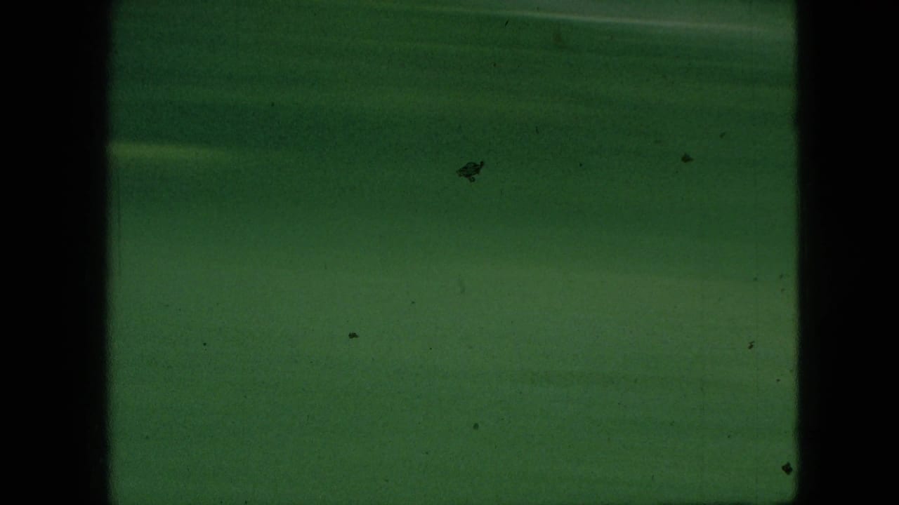 A soft, green-tinted 8mm frame from the 1968 Branson, Missouri clip shows indistinct lawn or foliage with dark vertical frame edges and visible film specks.