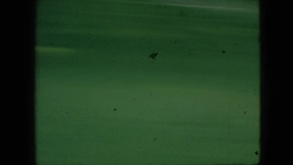 A soft, green-tinted 8mm frame from the 1968 Branson, Missouri clip shows indistinct lawn or foliage with dark vertical frame edges and visible film specks.