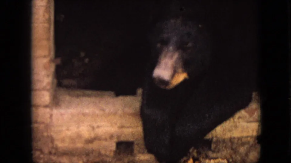 A black bear is shown in a dim enclosure in Branson, Missouri, its face catching light beside a stone wall.