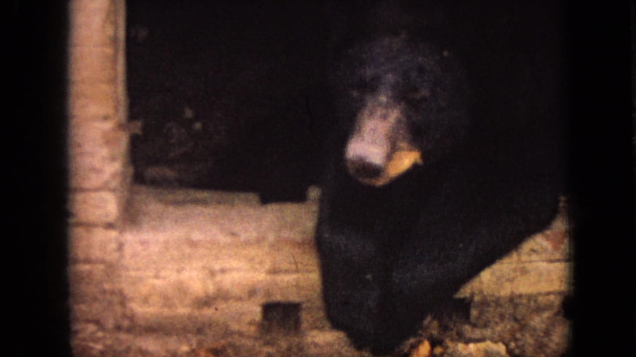 A dark-furred black bear with a lighter muzzle stands near a brick enclosure wall in dim 1968 Branson, Missouri 8mm home-movie footage.