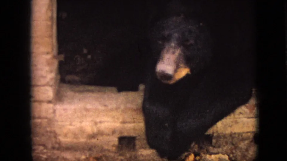 A dark-furred black bear with a lighter muzzle stands near a brick enclosure wall in dim 1968 Branson, Missouri 8mm home-movie footage.