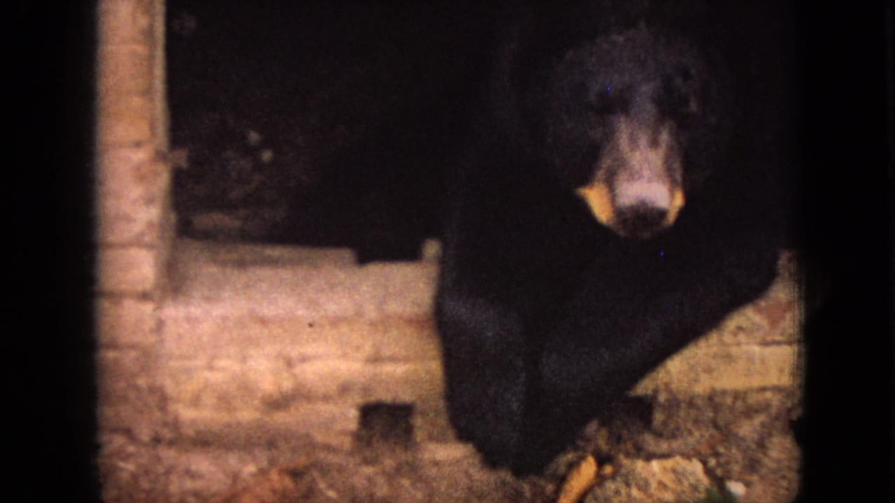 Black bear facing the camera beside a low brick wall.