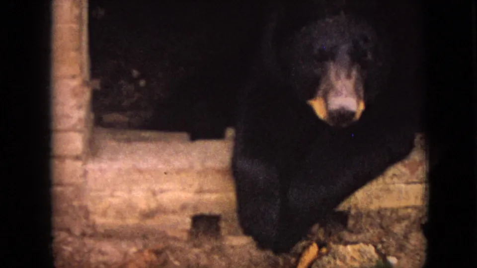The bear faces toward the camera from inside a dim enclosure, with a low brick wall and dark background visible in the 8mm frame.