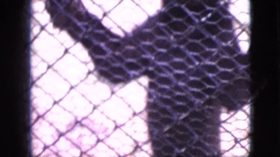 A soft, close 8mm view shows the bear partly obscured behind chain-link fencing, with bright overexposed areas and dark fur shapes filling the frame.